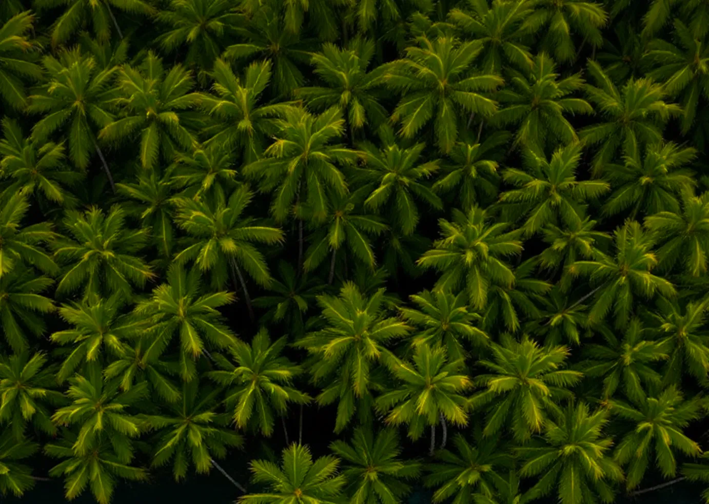 Aerial view of dense green palm trees with dark shadows beneath them.