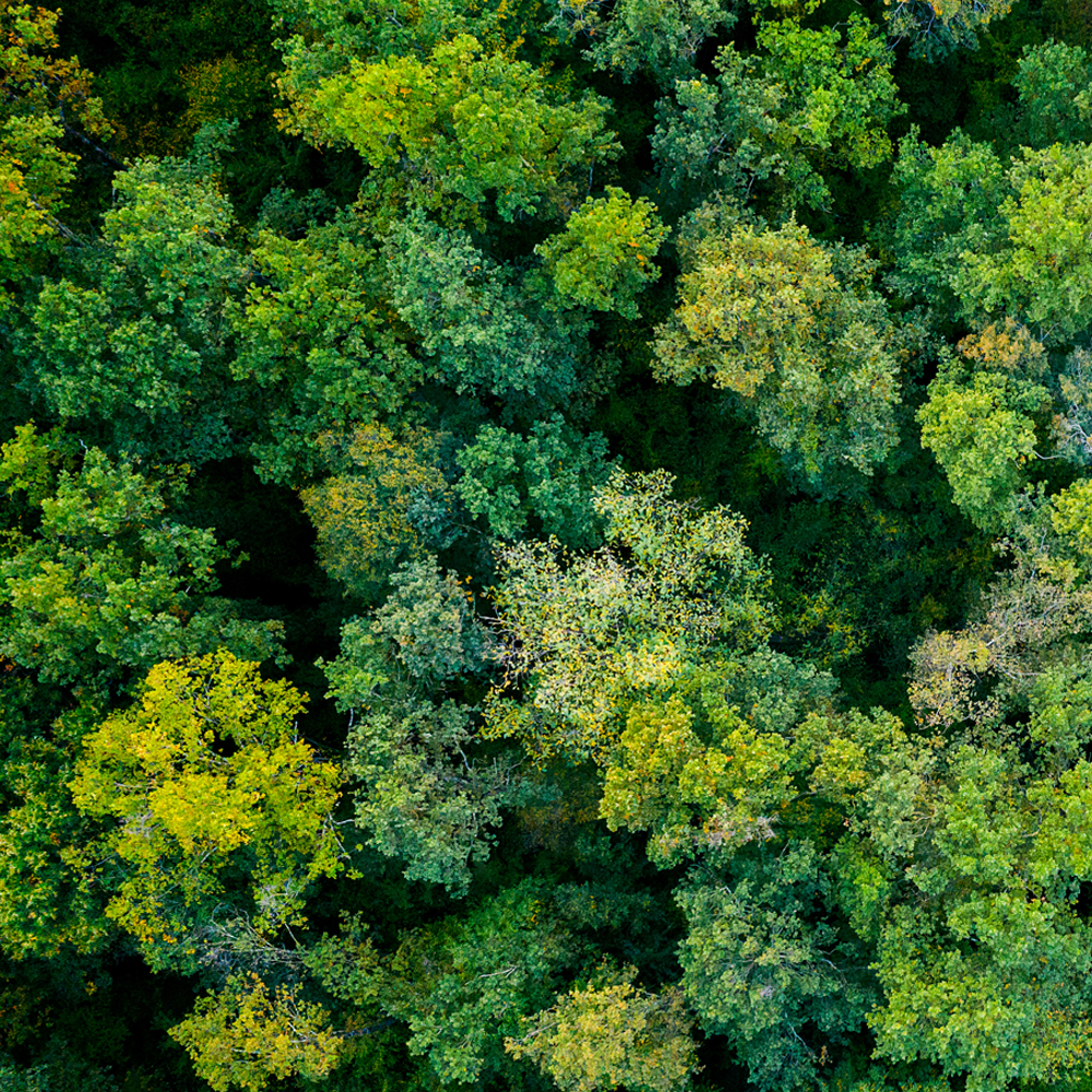 An aerial view of a lush, dense forest with vibrant green and yellow foliage, showcasing the intricate interplay of light and shadow and the contrast between the green and yellow leaves.
