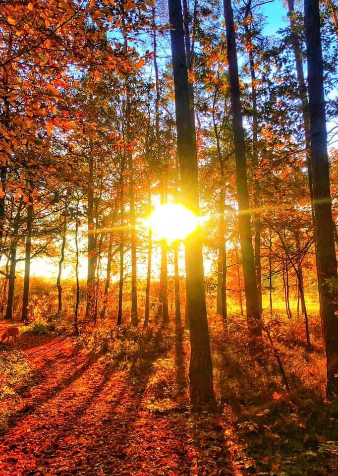 Sonnenuntergang in Herbst in einem Wald bei Oberreichenbach beim Gassiservice PetCrew