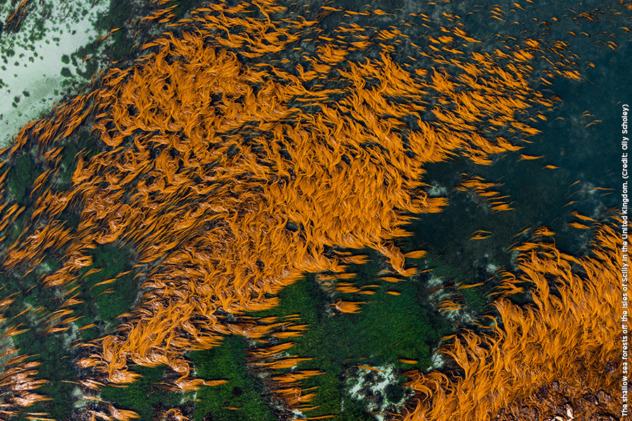 The shallow sea forests off the Isles of Scilly in the United Kingdom. (Credit: Olly Scholey)
