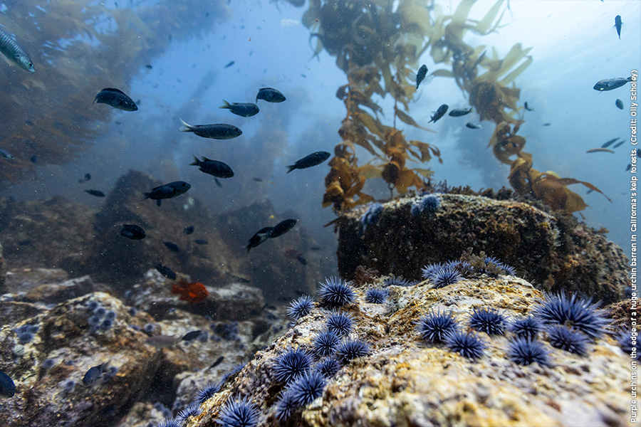 Purple urchins on the edge of a huge urchin barren in California's kelp forests. (Credit: Olly Scholey)