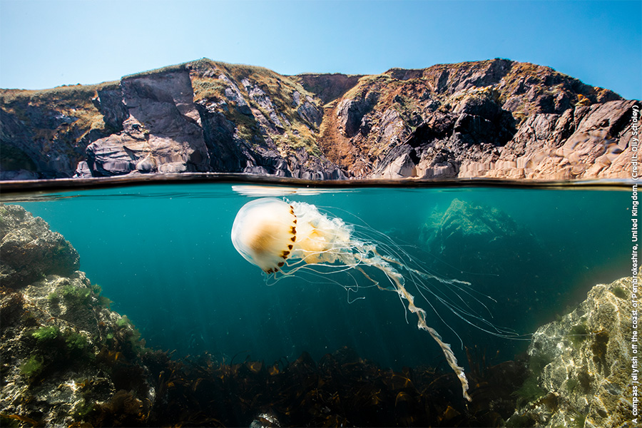 A compass jellyfish off the coast of Pembrokeshire, United Kingdom. (Credit: Olly Scholey)