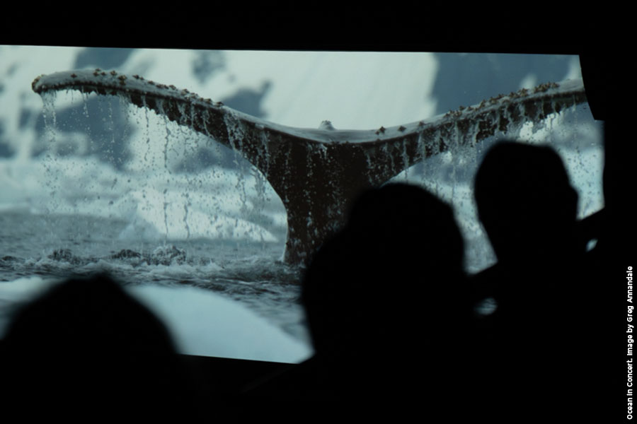 A close up of whale's tail fin on the big screen