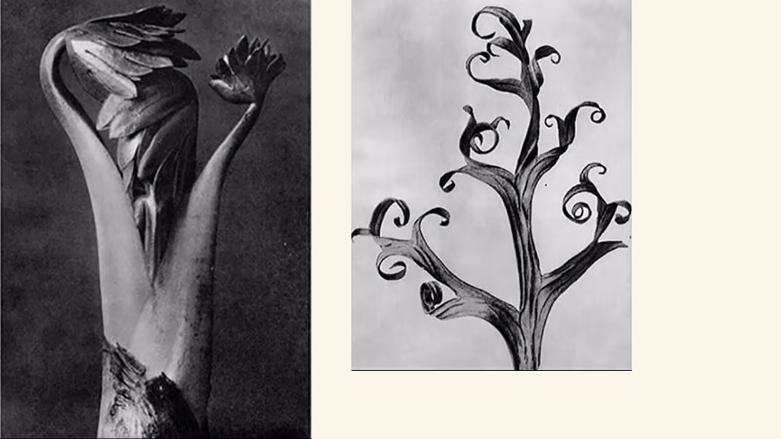 Karl Blossfeldt - Collage of artwork