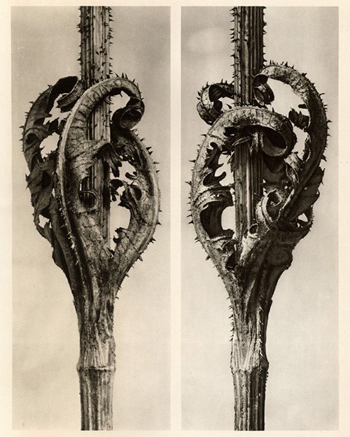 Karl Blossfeld #3