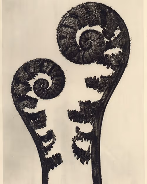 Karl Blossfeld #2