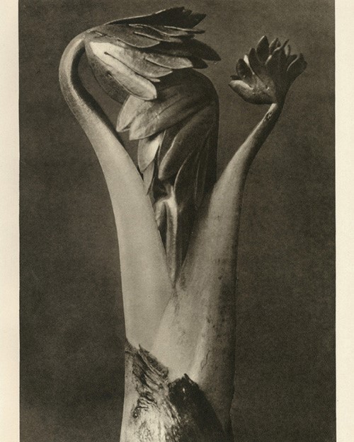 Karl Blossfeld #1