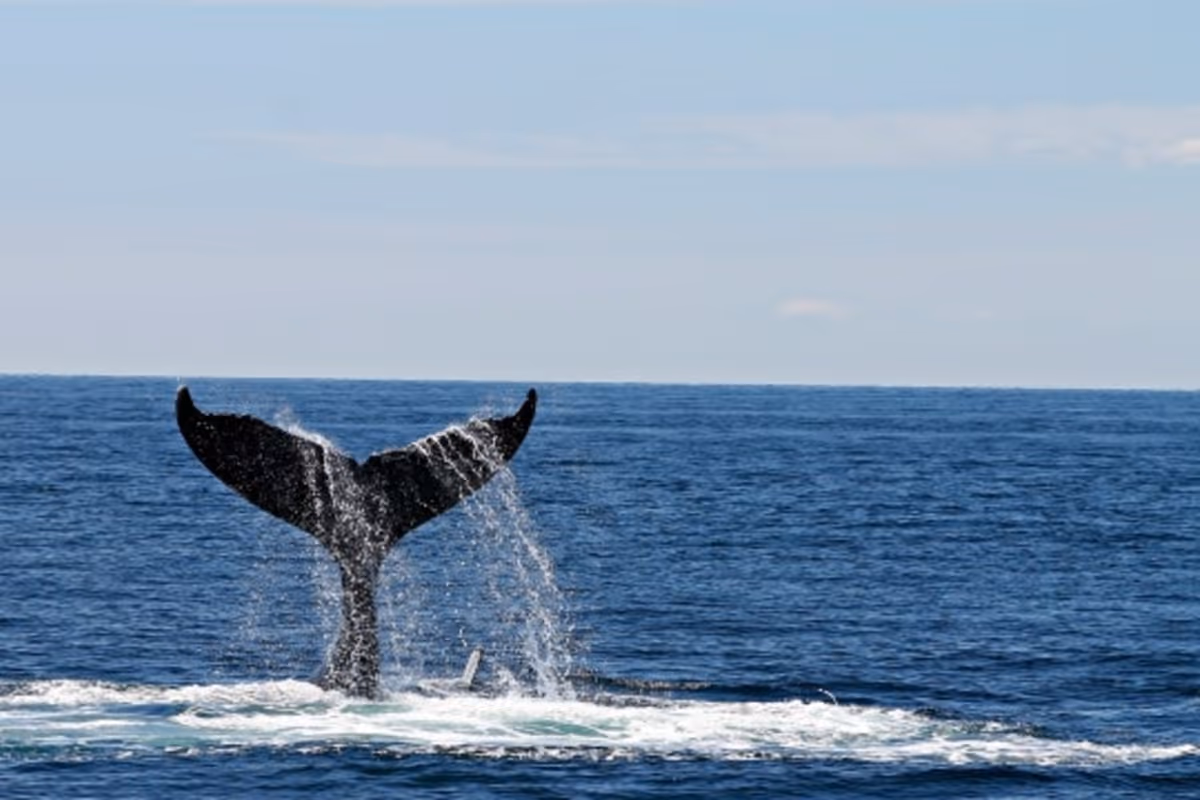 Whale Watching Brunch with Grey Whale Gin 