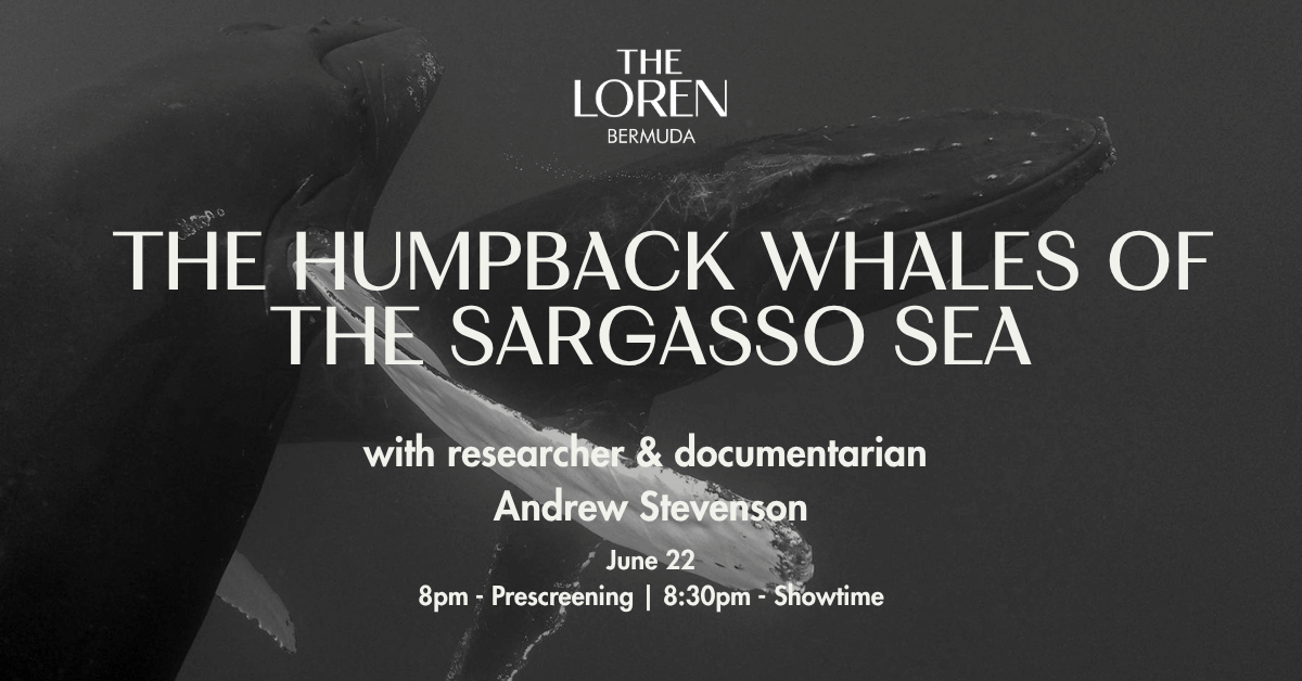The Humpback Whales of the Sargasso Sea with Andrew Stevenson