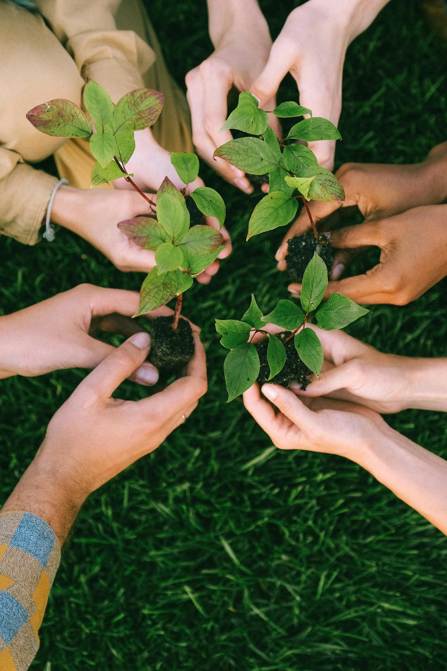 a group of hands holding a plant
