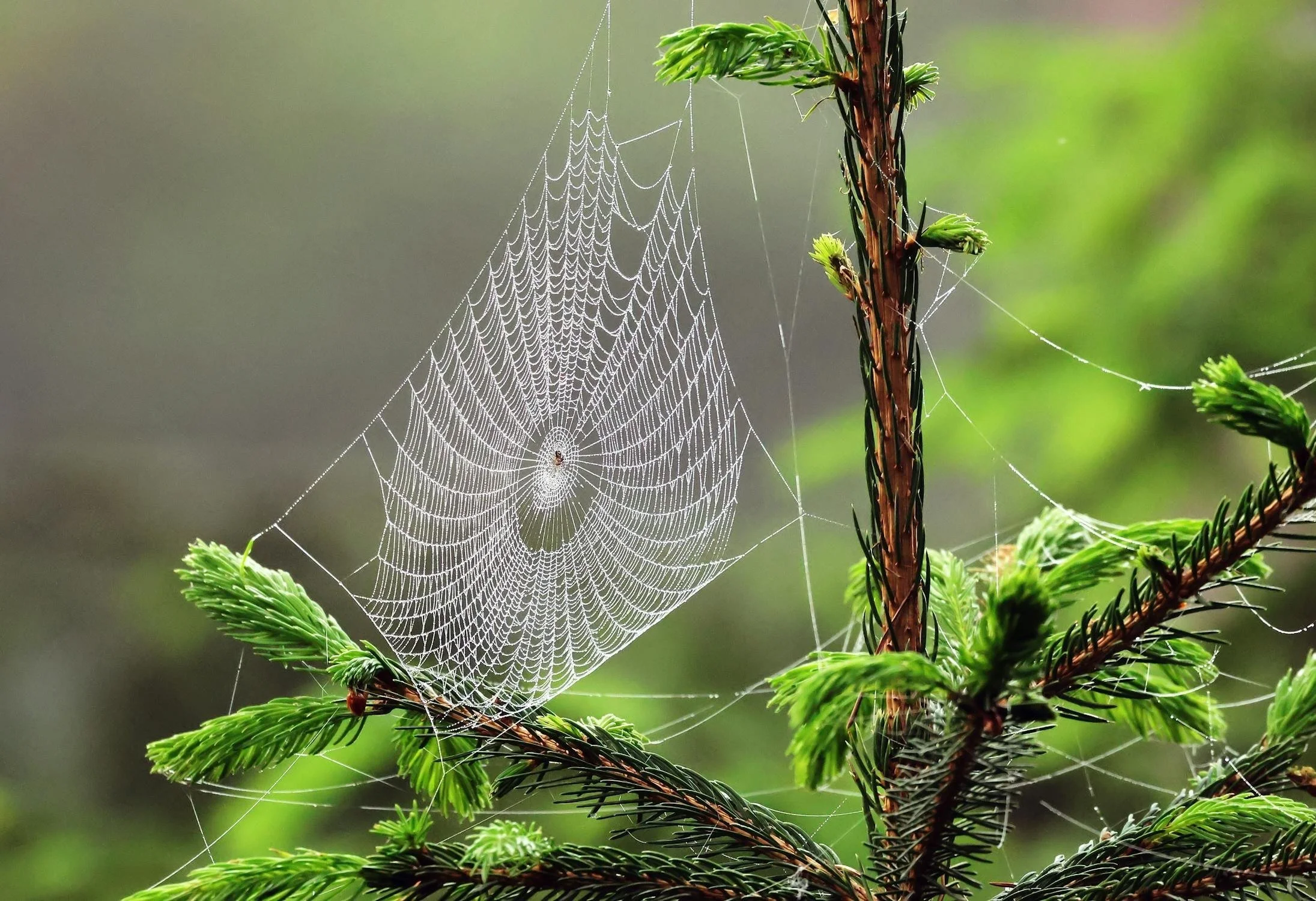 a spider web on a tree
