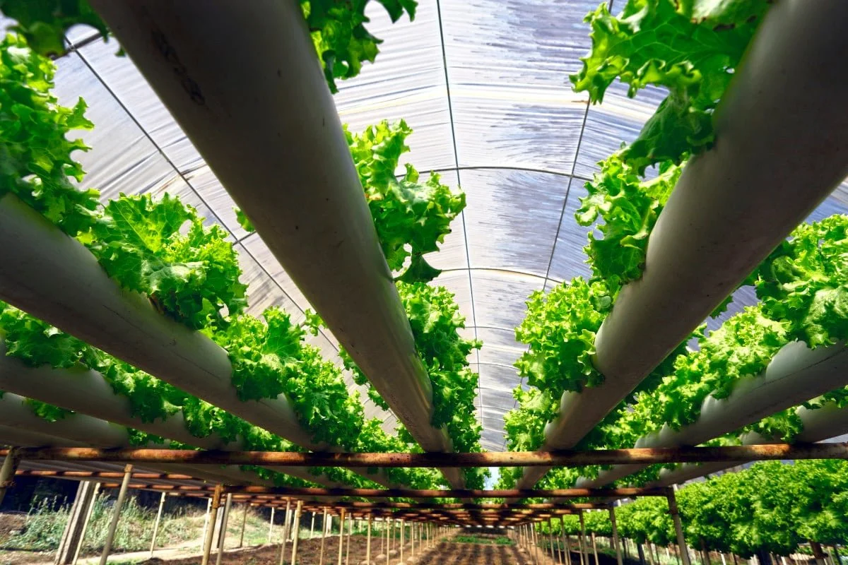 a green lettuce growing in a greenhouse