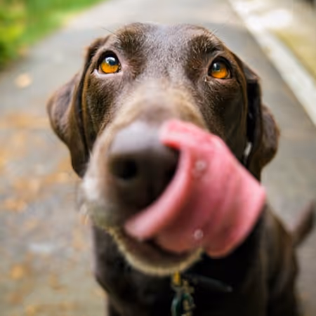 chocolate lab licking its nose