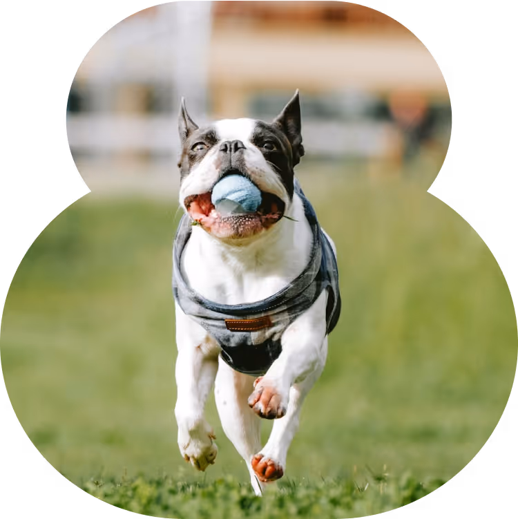 Dog playing with a ball