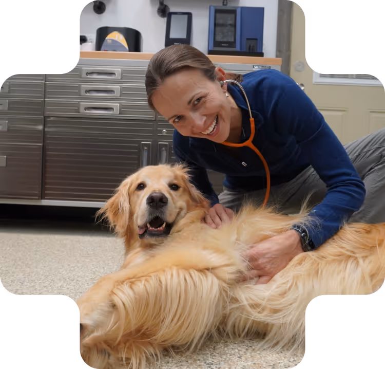 Vet performing a checkup on a dog