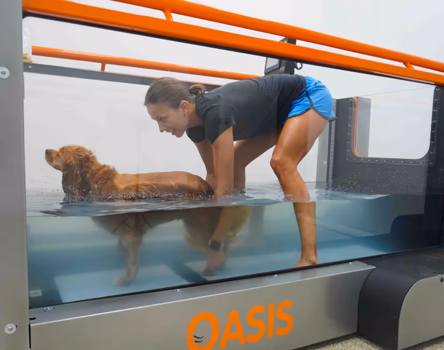dog doing water rehab therapy