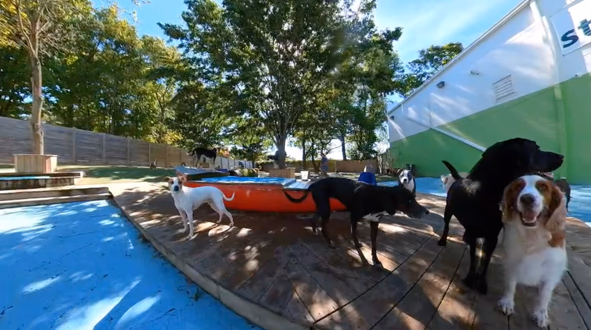 Dogs playing outside at the daycare