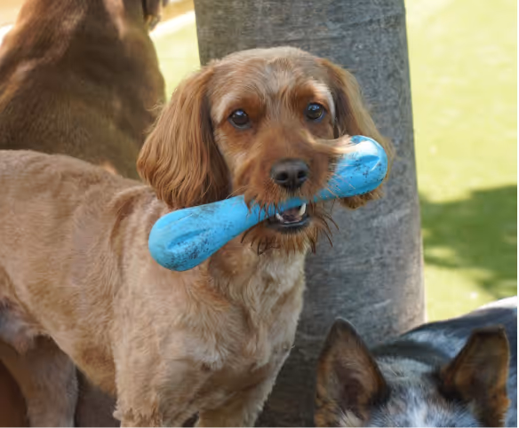Dog holding blue chew toy