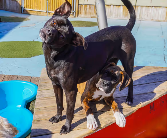 black dog standing above a brown dog