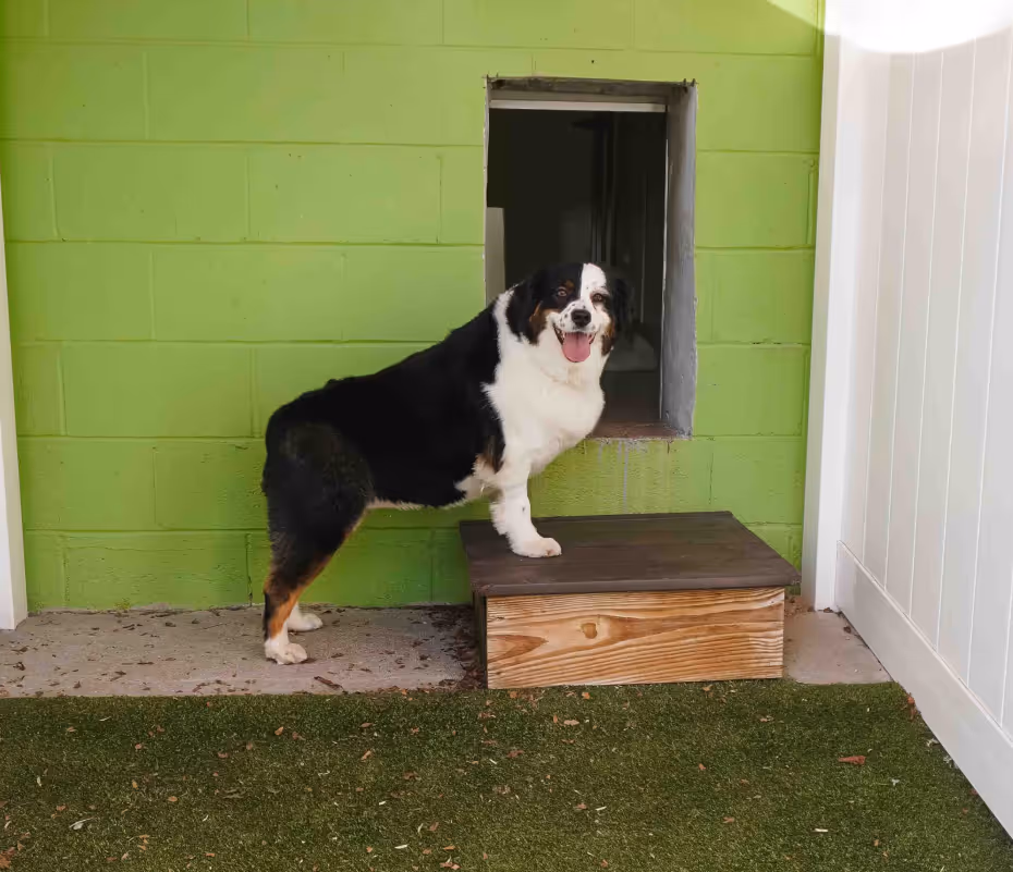 dog standing outside a doghouse