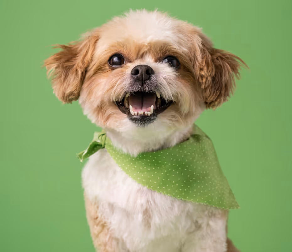 small dog wearing handkerchief around his neck