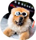 dog wearing sunglasses - cropped