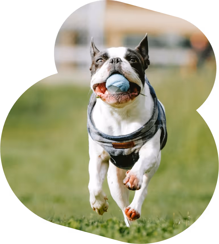dog running with ball in its mouth - cropped