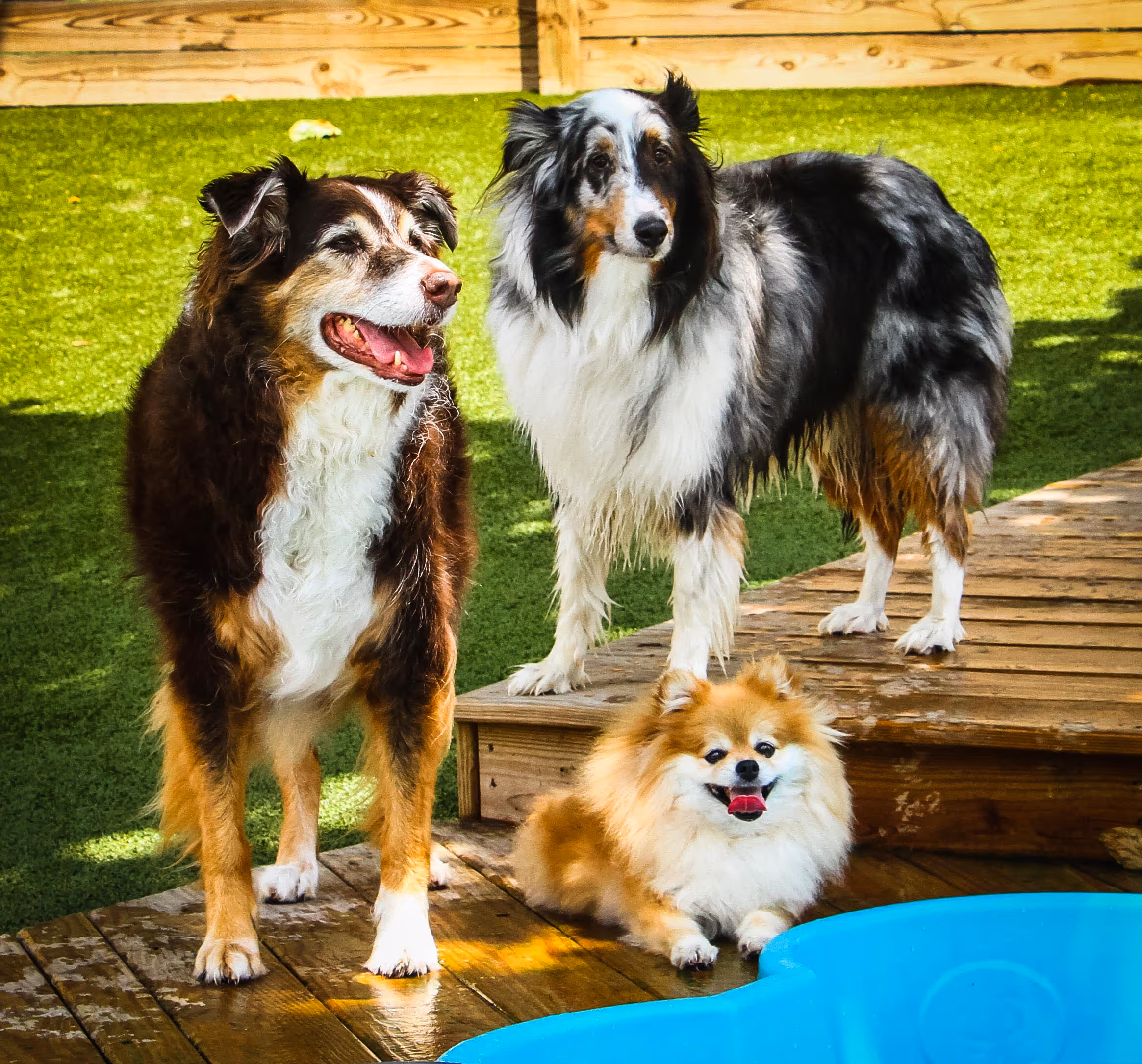 Three dogs standing and sitting on a wooden deck near a blue pool with green grass and a wooden fence in the background.
