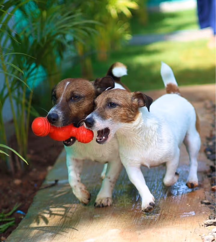 Two dogs playing with a red chew toy