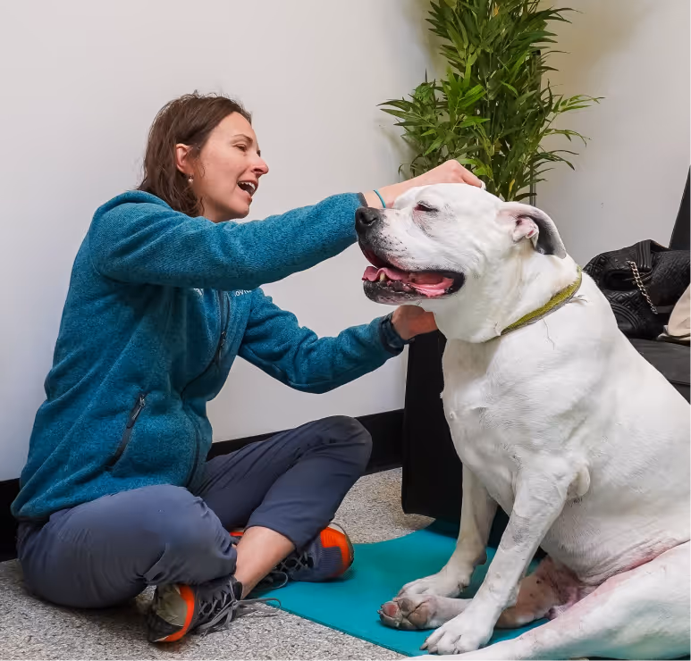 white dog being pet