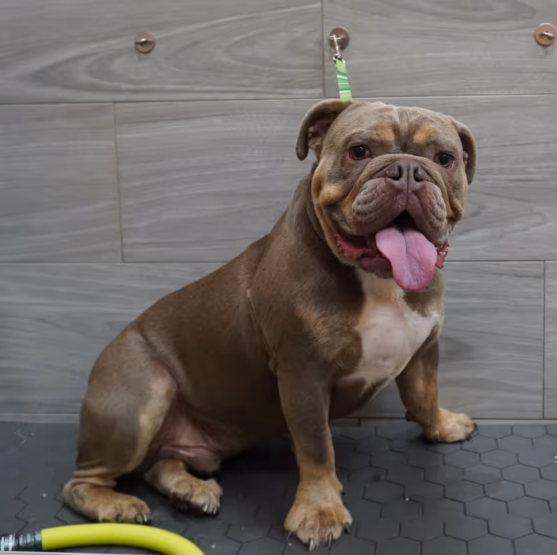 dog waiting for a bath