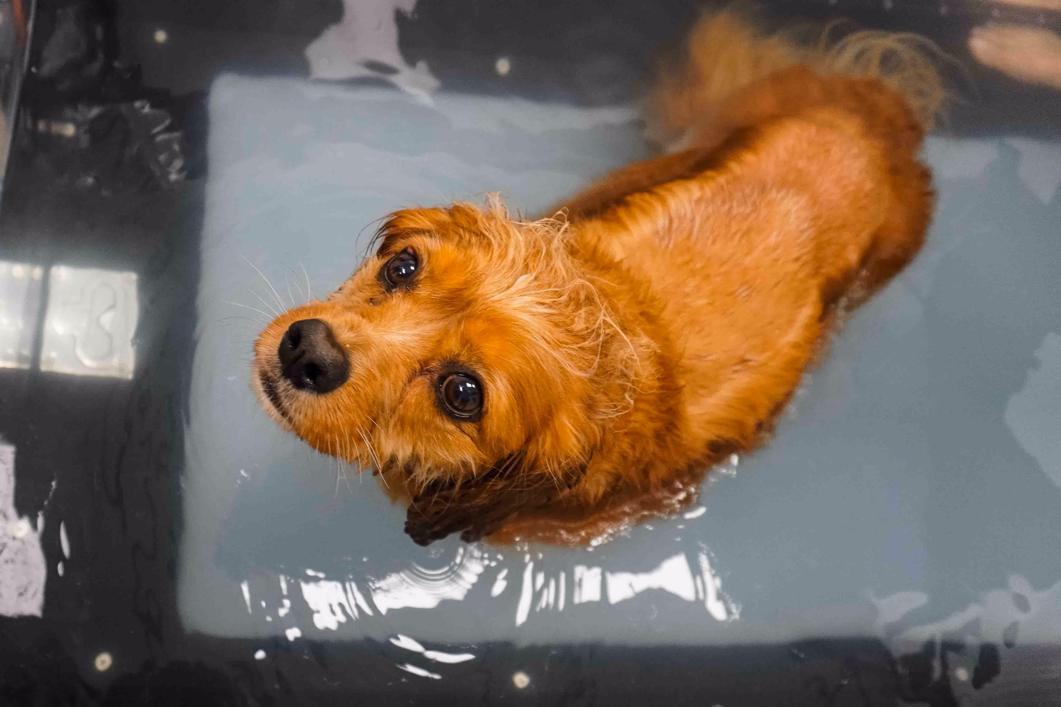 Small brown dog with wet fur looking up while standing in a water bath.