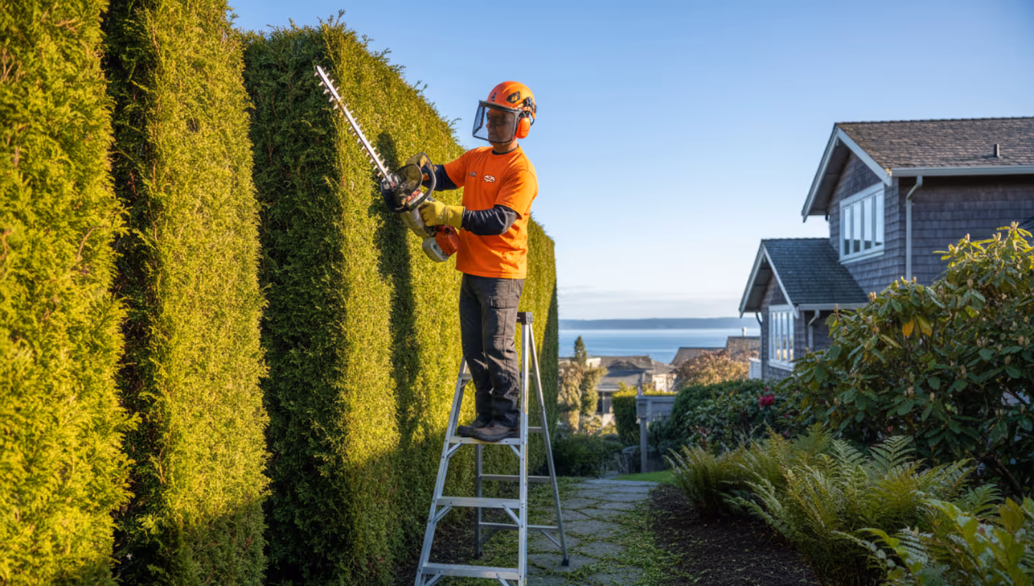 Professional hedge trimming service