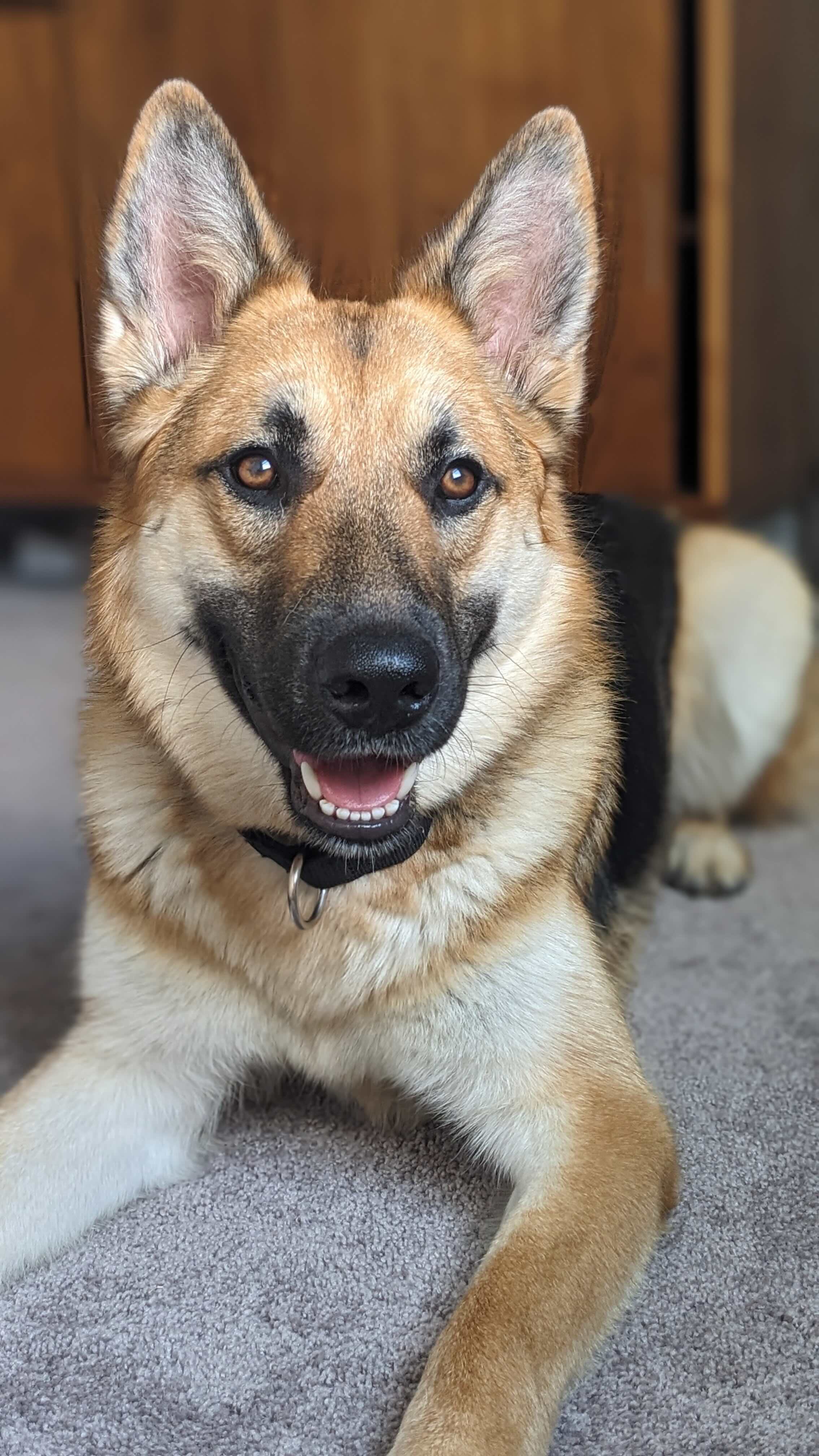Smiling German Shepherd dog lying on gray carpet indoors.