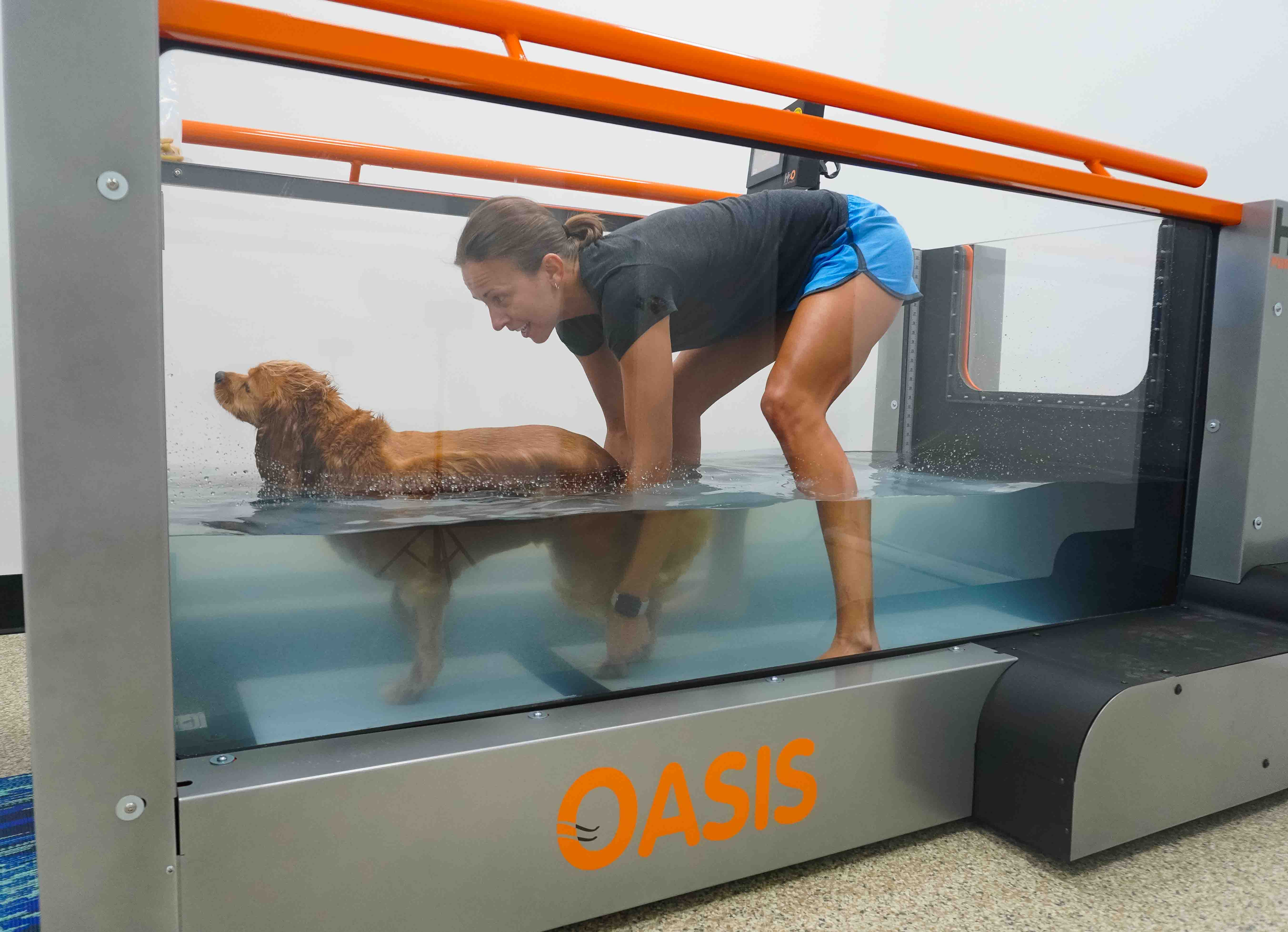 A dog walking on StayPet's underwater treadmill during a canine hydrotherapy session