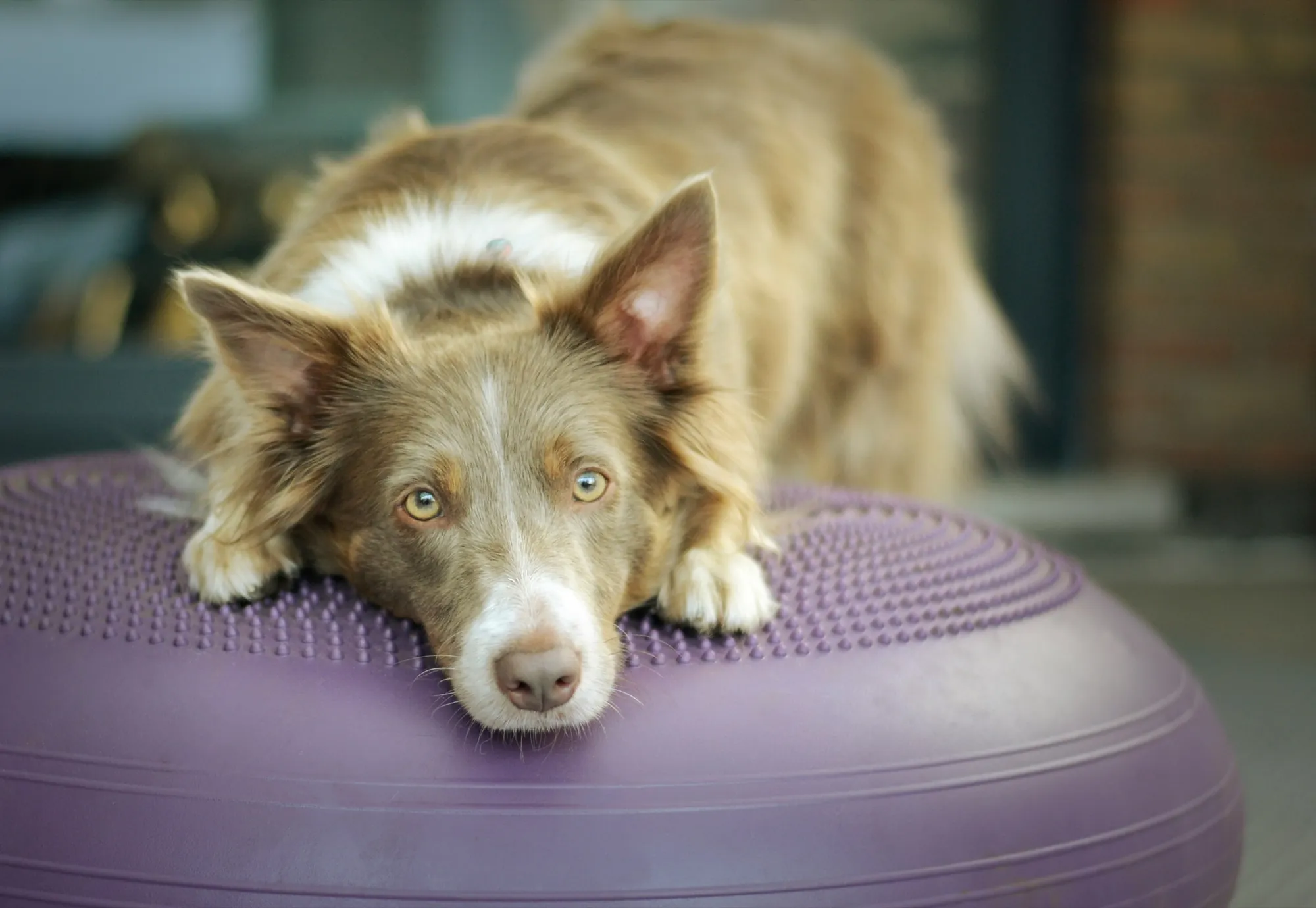 Dog receiving neuromuscular stimulation therapy at Stay Pet