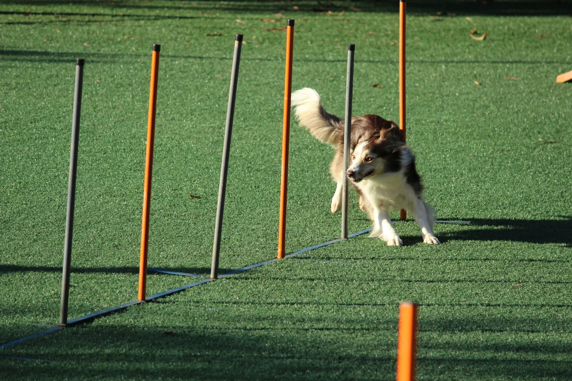 Dog doing balance and strength exercises at Stay Pet
