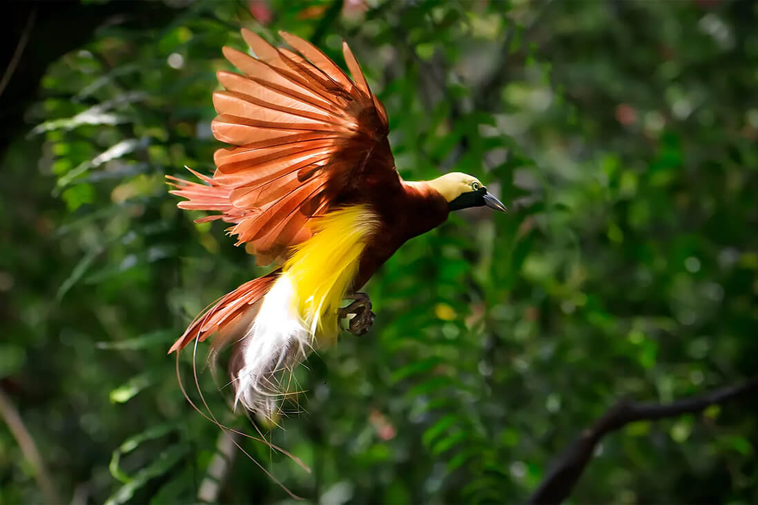 Bird-of-paradise in the wild