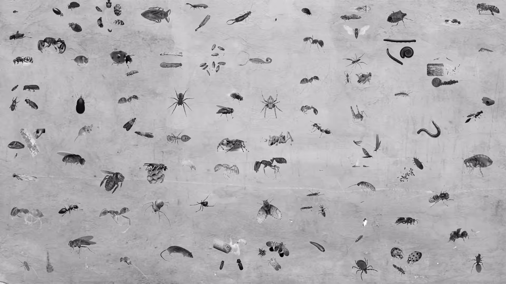 Pest Identification