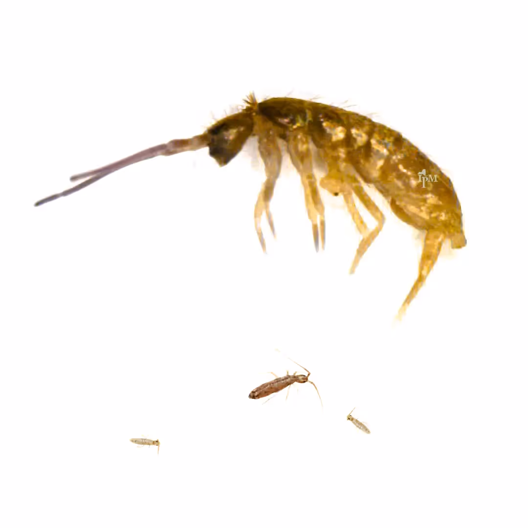 Springtails