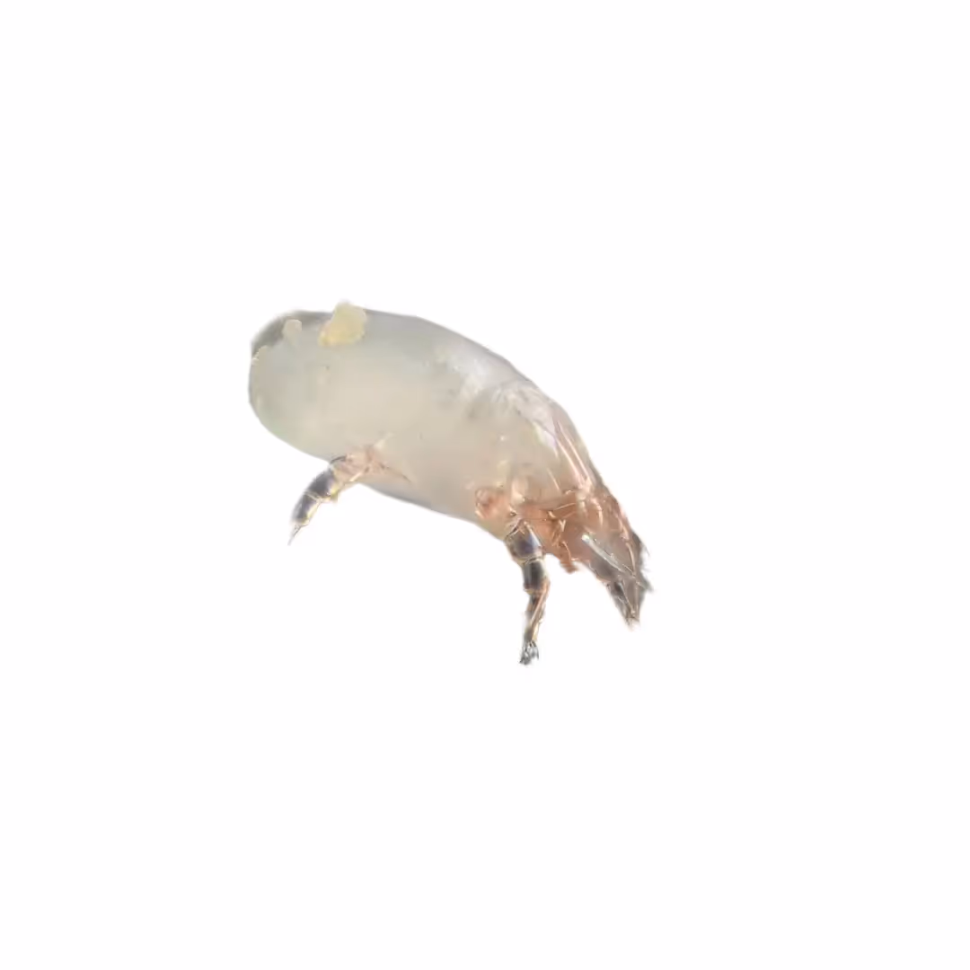 Dust Mites