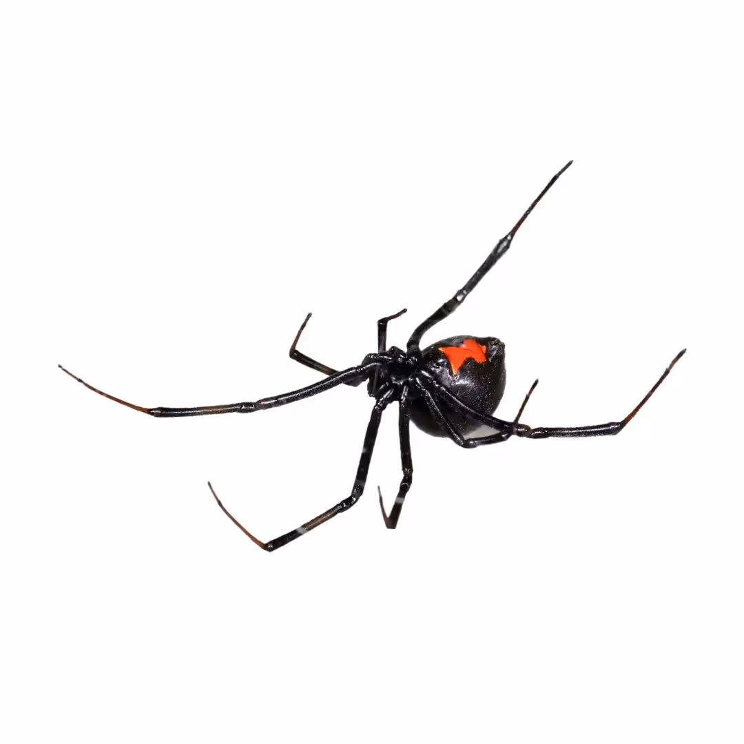 Black Widow Spider