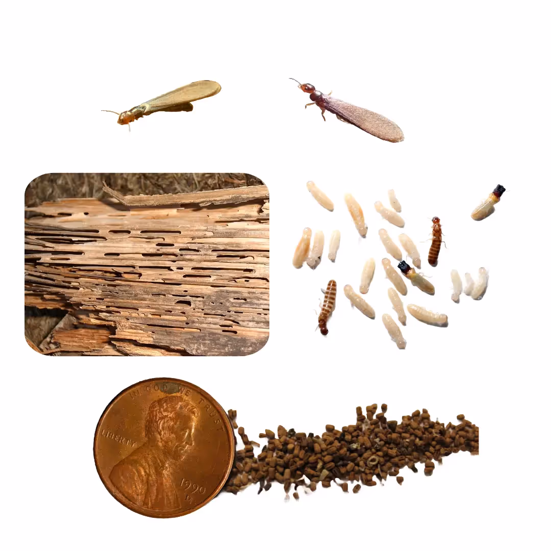 Drywood Termites