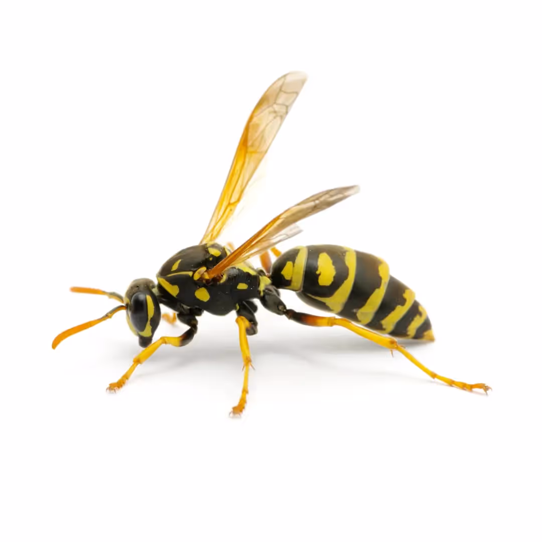 Stinging Insects