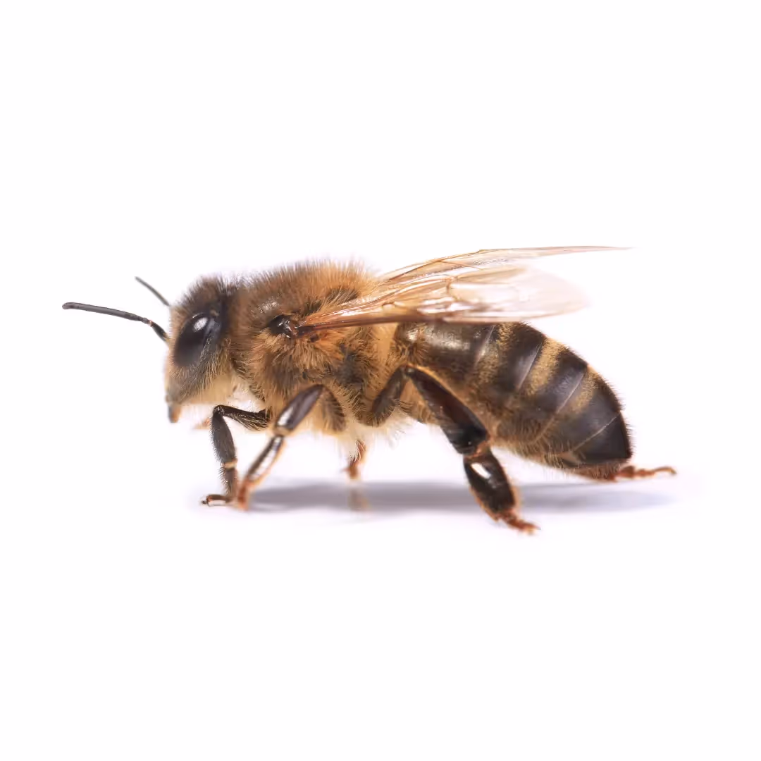 European Honey Bees
