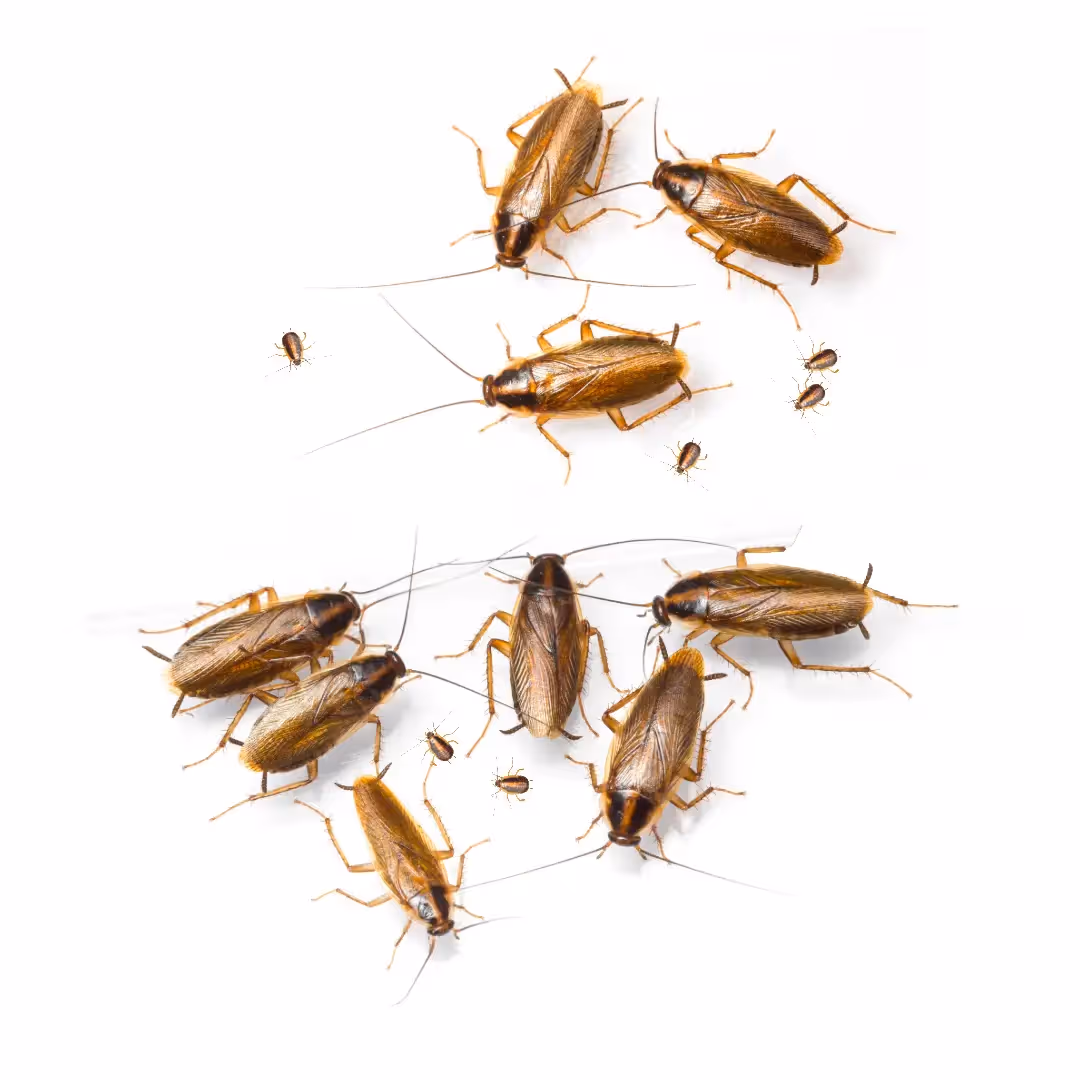 German Cockroach