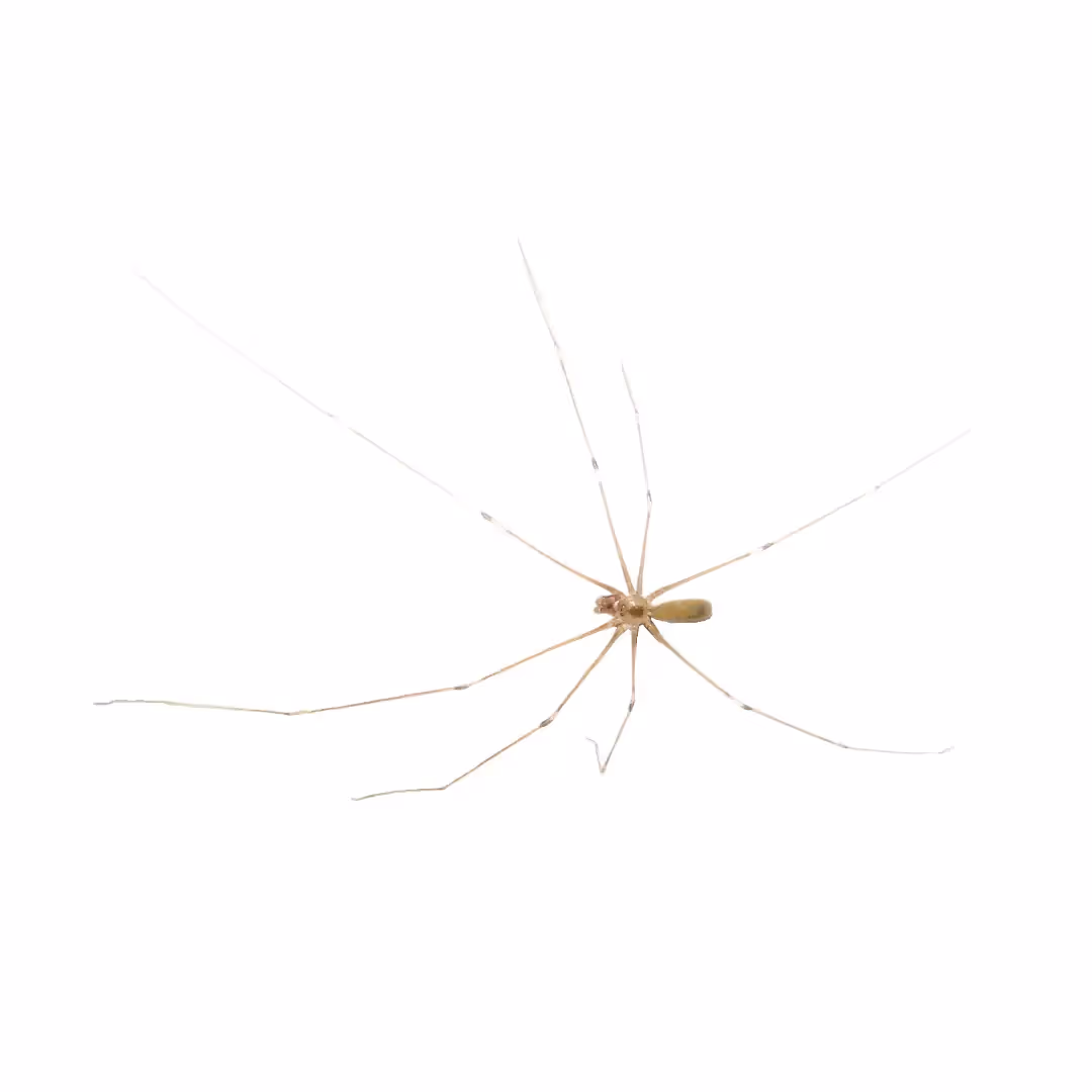 Cellar Spider