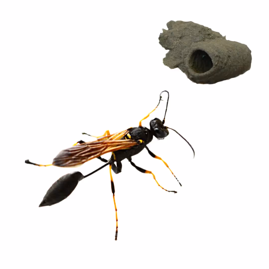 Mud Dauber Wasp