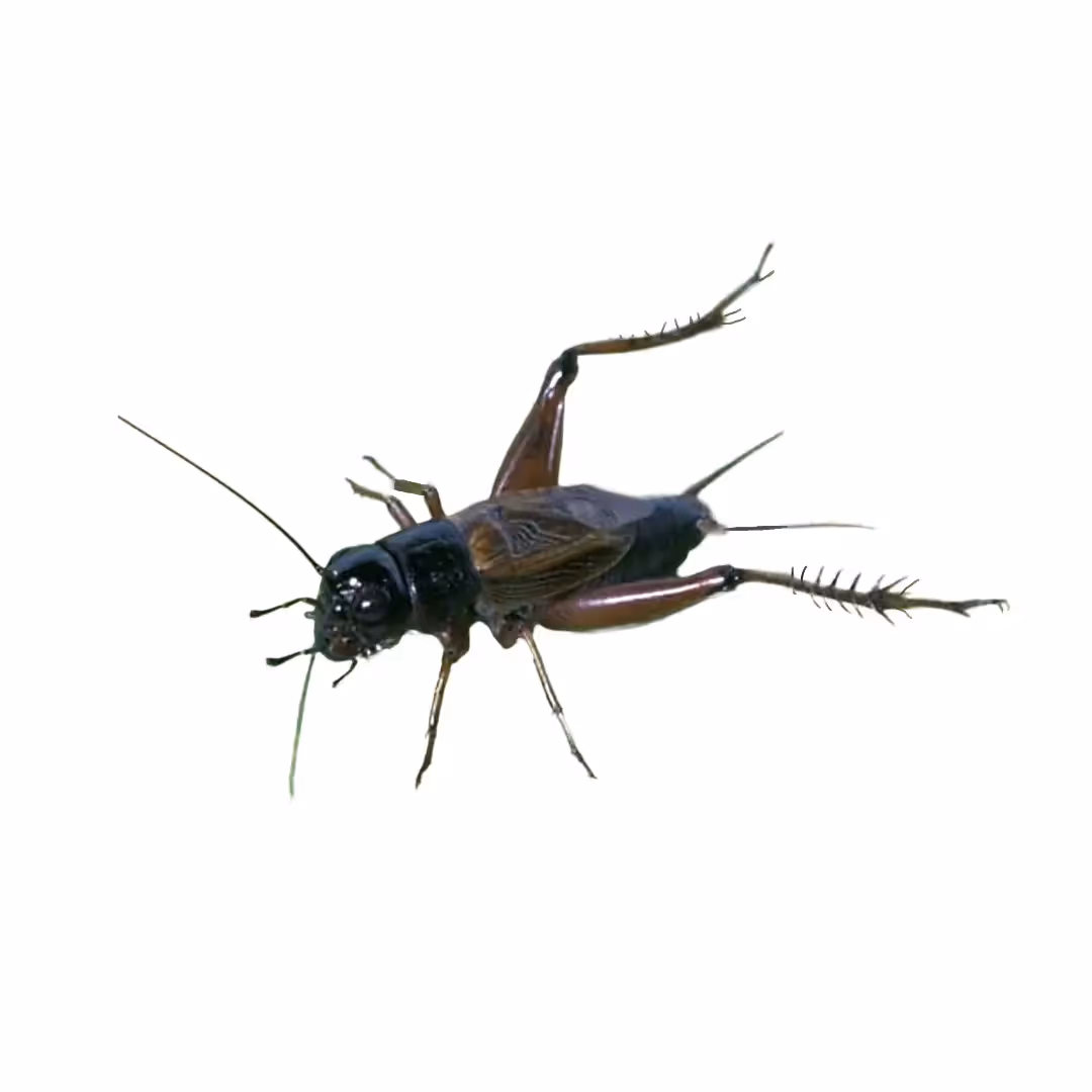 Crickets