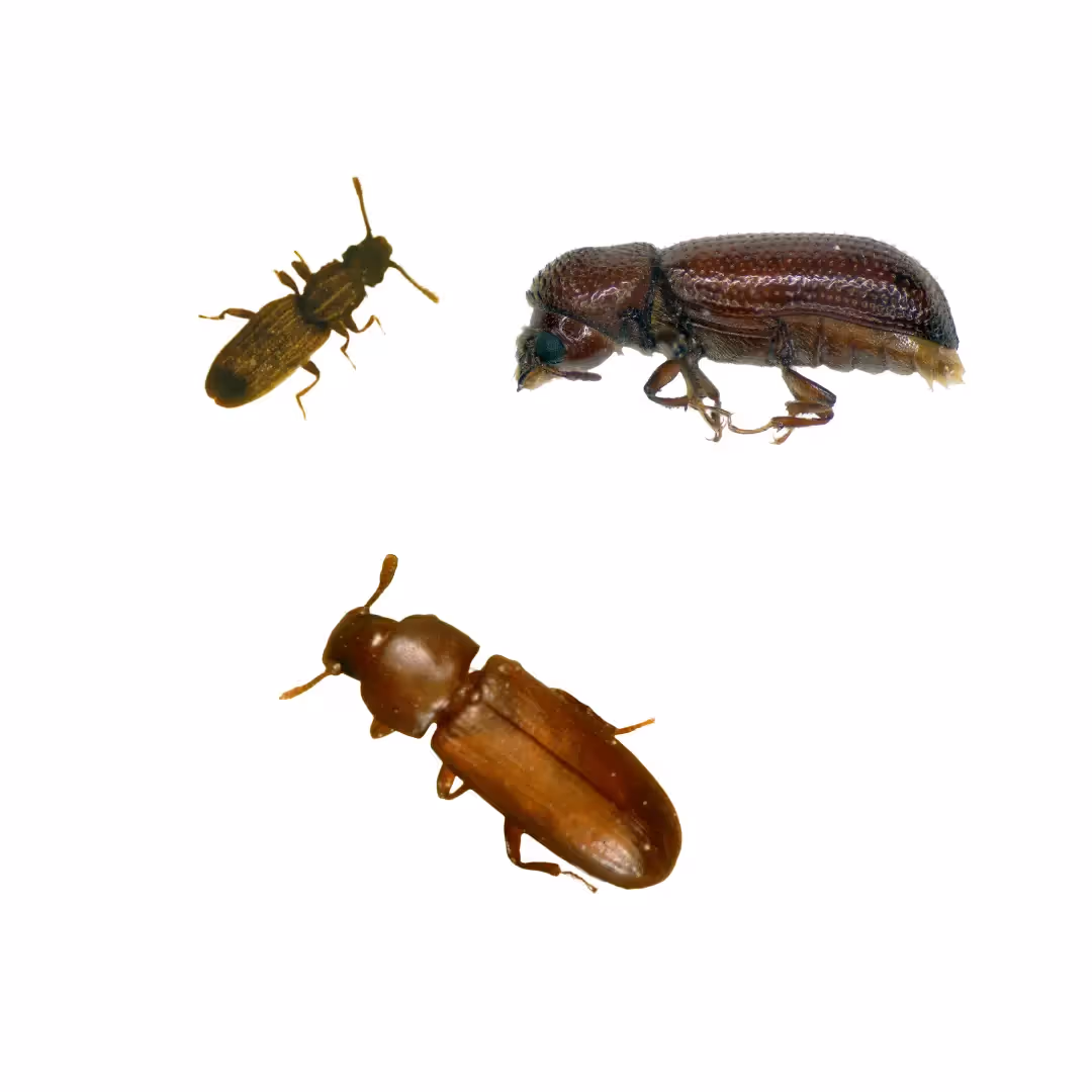 Grain Beetles